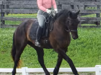 Horse (M), Percheron — photo 7