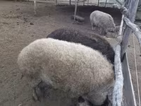 मादा सूअर, Мангалица — फ़ोटो 2