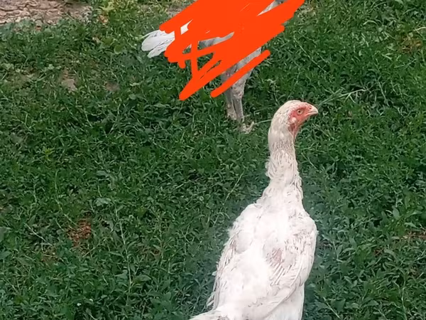 Kalifornská šedá