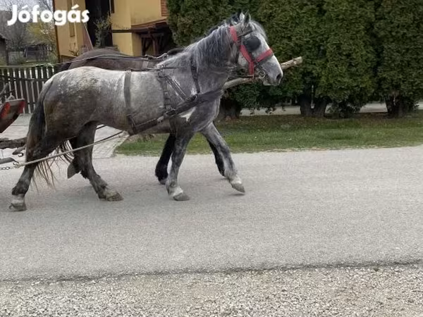 Yegua, Caballos