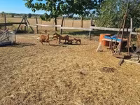 Kos, Cameroon sheep — 7. fotó