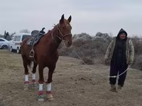 Caballo, Karabakh horse — foto 2
