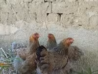 Brahma — Foto 1