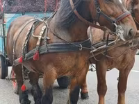 فرس, Percheron — الصورة 2