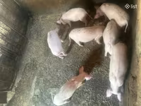 Süldőanya, Датский ландрас — 4. fotó