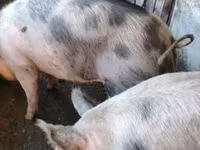 母猪, Pigs — 照片 6