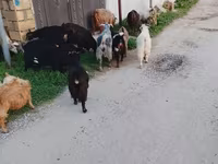 Carnero, Daglıс sheep — foto 2