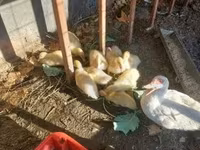Ducks — फ़ोटो 3