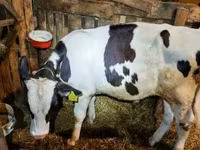 Bull, Holstein breed — photo 4