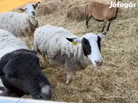 母羊, Merino sheep — 照片 2