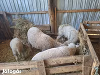 Ram, Sheep — photo 2