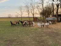 भेड़, Cameroon sheep — फ़ोटो 1