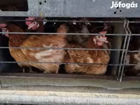 Chickens — 1. fotó