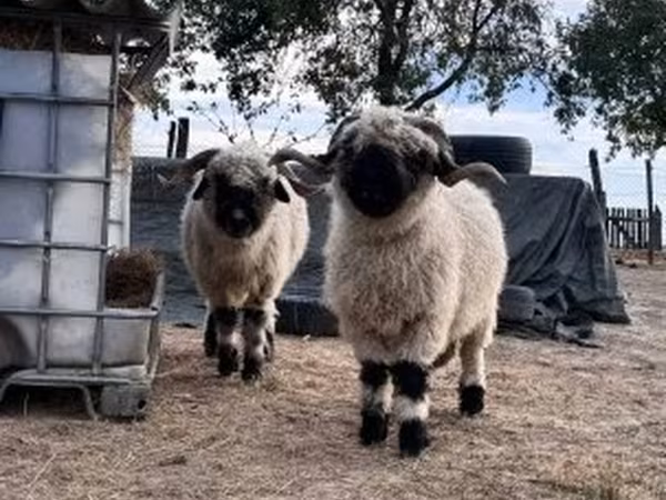 Juh, Valais Blacknose sheep