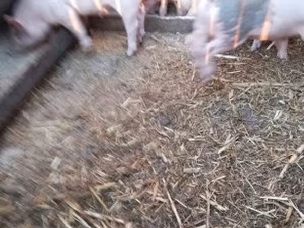 Boar, Дюрок