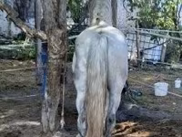 母马, Horses — 照片 2