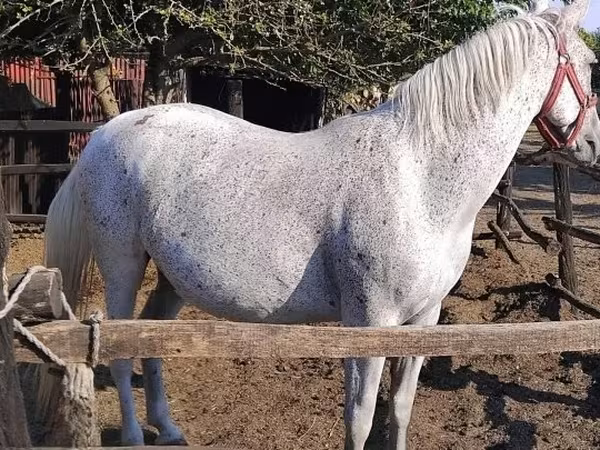 Égua, Lipizzaner — Hungria