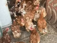 Chickens — 1. fotó
