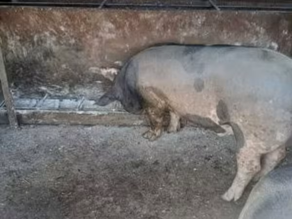 Schweine (Partie, Geschlecht nicht angegeben), Schweine