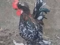 Chickens — फ़ोटो 5