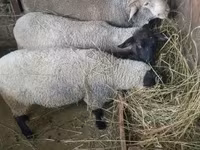 Schaf, Schafe — Foto 6