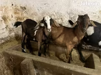 Bak, Nubian Goat — 4. fotó