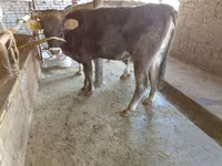 Krowa, Russian Black pied cattle — zdjęcie 1