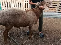 Schafe (Partie, Geschlecht nicht angegeben), Arashan sheep — Foto 3