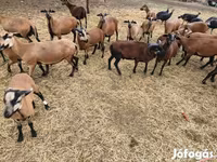 母羊, Cameroon sheep — 照片 3