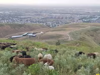 Ram, Sheep — photo 1