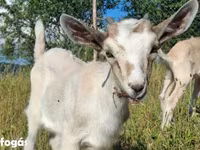 Billy Goat, Goats — photo 1