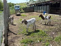 Bull, Cattle — photo 2
