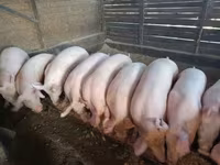 मादा सूअर — फ़ोटो 2