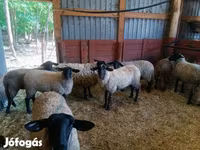 Schaf, White Suffolk sheep — Foto 3