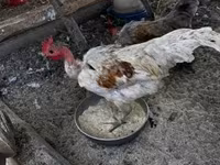 Chickens — 2. fotó