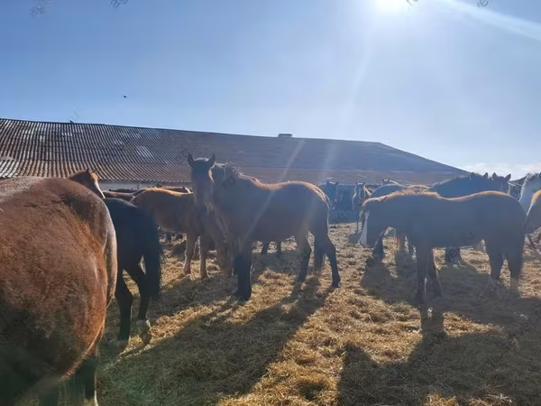 Cavalos (lote, sexo não especificado), Horse breed