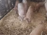 猪（批次，未指定性别）, Pigs — 照片 7