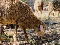 Kos, Merinoland sheep — 7. fotó