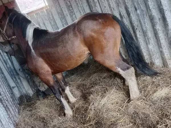 At, Altai horse