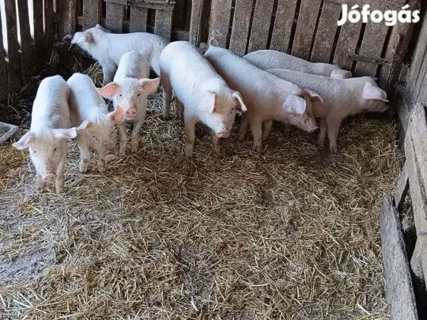 Boar, Pigs — Hungary