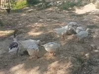 Geese — 照片 1