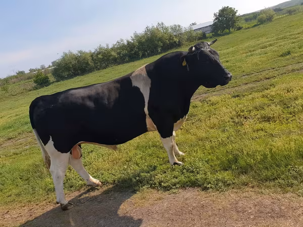 Bika, Holstein fajta