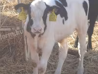 Touro, Raça Holstein — foto 1