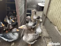 Geese — 4. fotó