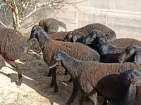 Ovejas (lote, sexo no especificado), Tajik sheep — foto 3