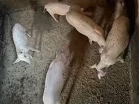 Süldőanya, Ландрас — 7. fotó
