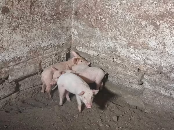 Sow, Pigs