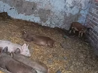 Pigs (batch, sex not specified), Дюрок — photo 2