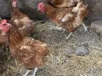 Chickens — photo 1