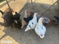 Ameraucana — 3. fotó